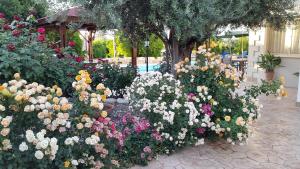 Zahrada ubytování Jaime Villa Cyprus