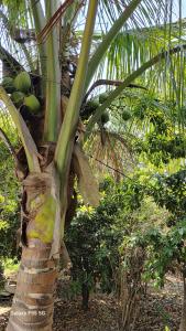 a palm tree with a bunch of green fruits on it at Raghav Sarkar Parisar in Indore