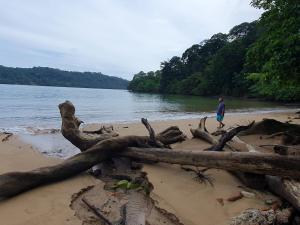 a man walking on a beach with a pile of logs at Casa do Príncipe in Santo António