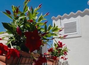 a flower basket with red flowers on a building at Donna Lucia Apulian Experience in Ruvo di Puglia