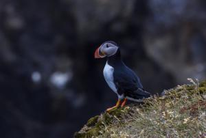 a bird perched on top of a moss covered rock at The Nest in Raufarhöfn