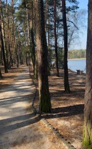a tree lined path in a forest next to a lake at Nad Zalewem - pokoje przy plaży in Kobyla Góra