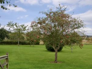 a tree with red apples on it in a field at Grange Loft - Uk31594 in Dundee