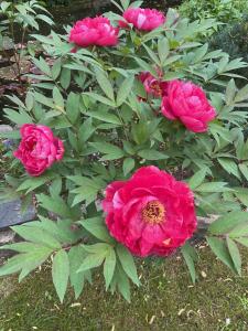 a bush of pink flowers with green leaves at Waldtraum Wandlitzsee in Wandlitz +58 photos