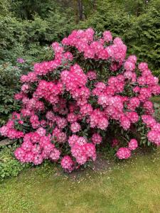 a bush of pink flowers in a garden at Waldtraum Wandlitzsee in Wandlitz