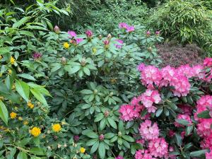 a garden filled with pink and purple flowers at Waldtraum Wandlitzsee in Wandlitz