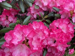 a bunch of pink flowers with a bee on them at Waldtraum Wandlitzsee in Wandlitz