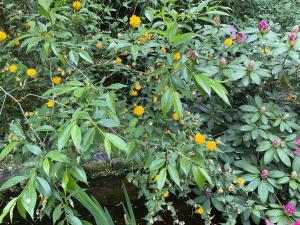 a garden with yellow and purple flowers and plants at Waldtraum Wandlitzsee in Wandlitz