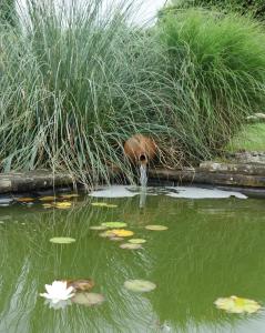 a bird drinking water from a pond with lilies at Ferienwohnung Belle Vue in Bernkastel-Kues