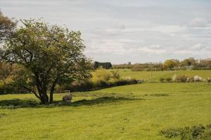 a sheep standing in a field next to a tree at 2 Bed in Thurleigh oc-o42689 in Thurleigh +2 photos