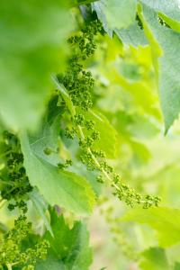 a bunch of green grapes hanging from a plant at Tenuta Malvolti - Al Vecchio Convento in San Fior di Sopra +69 photos