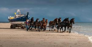 a group of horses pulling a boat on the beach at De Vlindertuin in Nes