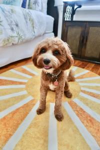 a small brown dog is sitting on a rug at Halia in Gold Coast