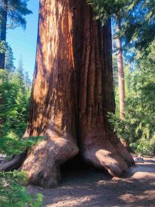 a large tree in the middle of a forest at Sequoia National Forest Glamping in Posey
