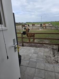 a cow looking over a fence at horses in a field at Alpa Farm Rouveen in Rouveen +4 photos