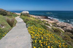 a path next to a field of yellow flowers at Hermanus Oceanbay View in Hermanus