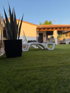 a plant in a pot sitting on a lawn at La Casita del Tejar in Cardiel de los Montes