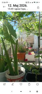 a group of potted plants in a garden at Kuća Vranića,Sevojno in Ðurovići