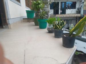 a row of potted plants sitting on a table at LaHouse in Cali