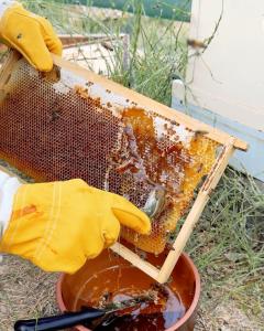 a person in yellow gloves holding a beehive at Dana Trail Cottages in Dana