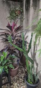 a group of plants in pots next to a wall at Studio Central in Campo Grande