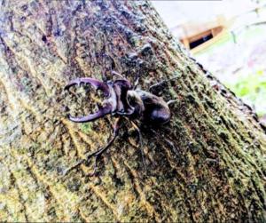a large insect is attached to a tree at ペルセウス座流星群の体験 Villa Dottaru 土樽の自然に囲まれた大人の秘密基地 in Yuzawa
