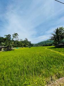 a field of green grass with trees in the background at Ella Solara Heaven in Ella