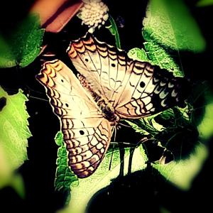 a butterfly is sitting on a green plant at Jungle Spirit Treehouse in Cahuita