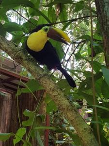 a yellow and black bird sitting on a tree branch at Jungle Spirit Treehouse in Cahuita