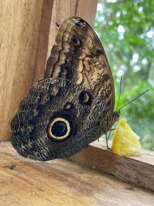 a butterfly sitting on top of a window sill at Jungle Spirit Treehouse in Cahuita