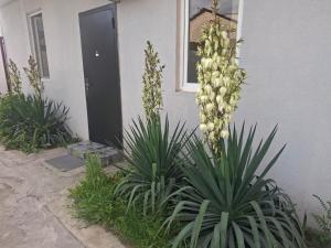 a group of plants in front of a house at Star Zvartnots Hotel in Pʼarakʼar