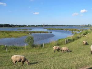 a herd of sheep grazing in a field next to a river at Landhaus Baumhöfer in Apen