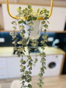 a bunch of plants hanging from a blender at Vila Morariu in Bistriţa