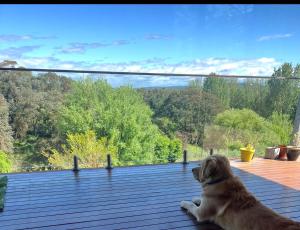 a dog laying on a deck looking out at the view at Executive Accommodation Bairnsdale in Bairnsdale