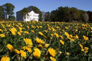 a field of yellow flowers in front of a house at Herrenhaus Blengow App.03 in Blengow +12 photos