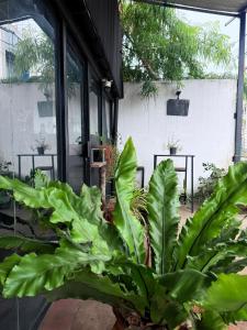 a large green plant in the middle of a patio at Bed Station Negombo in Negombo