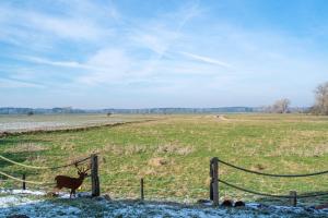 a deer standing next to a fence in a field at Reetidyll am Haff - Haus 2 in Stolpe auf Usedom