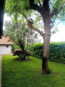 a tree sitting in the grass next to a house at Il Quercetino di Momo in Ravenna