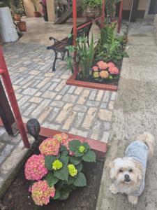 a small dog standing next to a flower garden at Kallithea in 2 Mai +42 photos