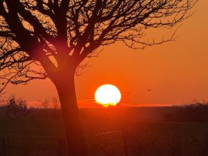 a sunset with a tree and the sun at Apartments in Heiligenhafen