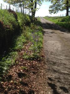 un chemin de terre avec des fleurs violettes sur le côté dans l'établissement Woodside Cottage Self Catering, à Kinbuck