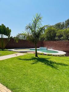a palm tree in the middle of a yard at Kim Guesthouse in Harare +32 photos