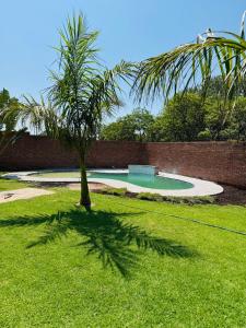 a palm tree in a yard with a swimming pool at Kim Guesthouse in Harare
