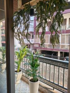 a window with two palm trees in pots on a balcony at 12 Summits Elite Stays in Dehradun