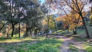 a dirt road in a forest with trees and grass at Masllandrich Hostal Rural in Porqueres