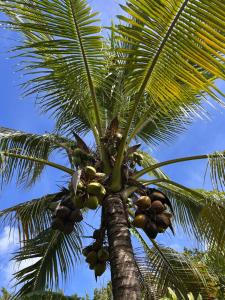 a palm tree with a bunch of coconuts on it at Villa neuve Casa Helena - Piscine privée et jardin - 6 pers - Saint-Esprit - Sud Martinique in Quartier Palmène