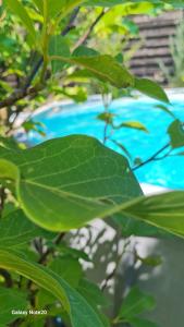 a green leaf of a tree with a blue at Dacha Pool and Grill in Karavan