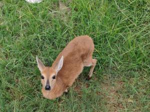 a baby deer is standing in the grass at Airport Bird & Game Lodge in Kempton Park +28 photos