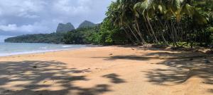 a sandy beach with palm trees and the ocean at Casa de Andréa in Santo António