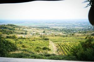 a view of a vineyard from the top of a hill at Casa Seciu in Ploieşti